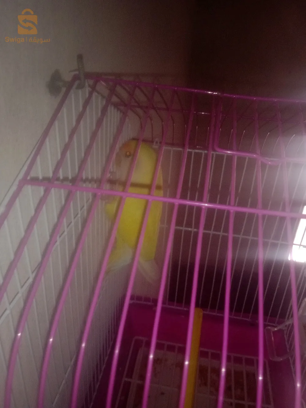 طائر الحب روز بربلو