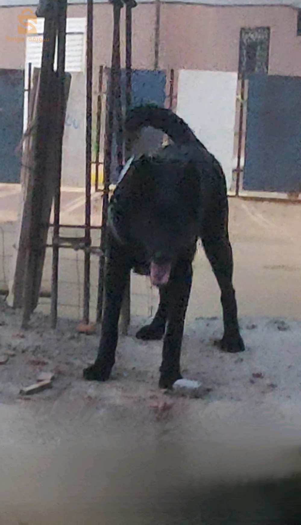 malinois noir geant 7 moi