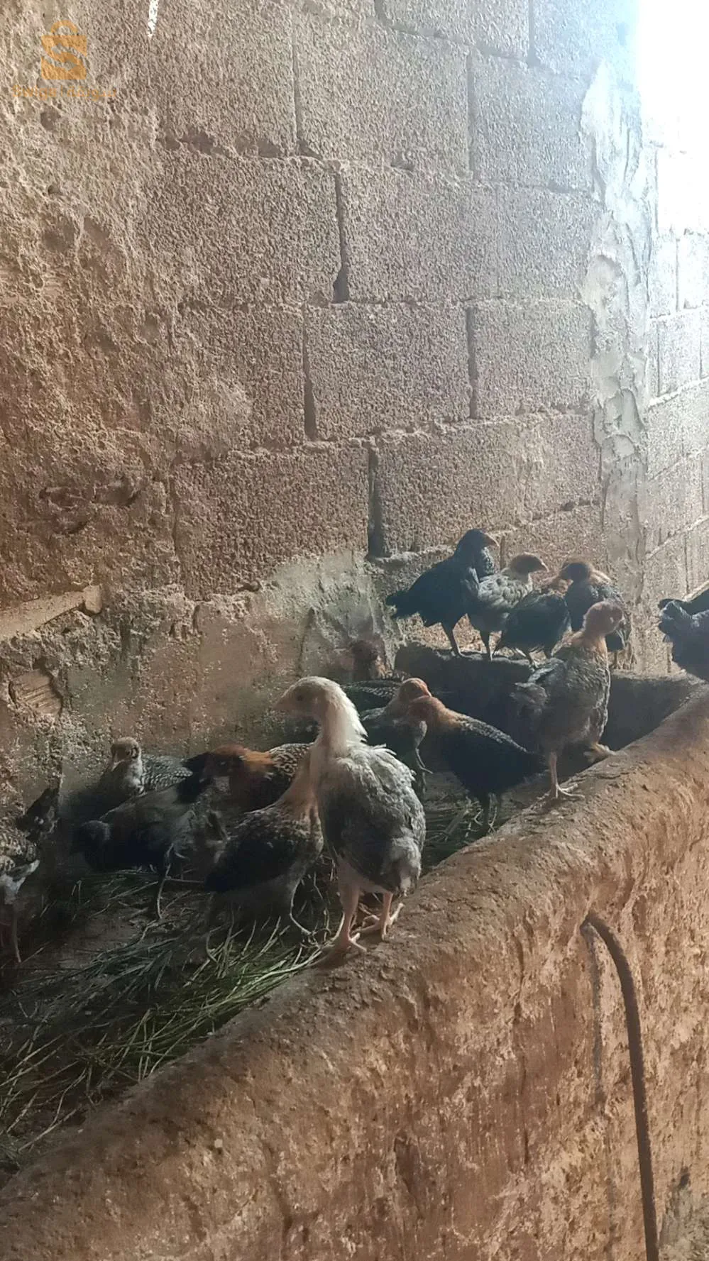 فلوس عرب وفيومي