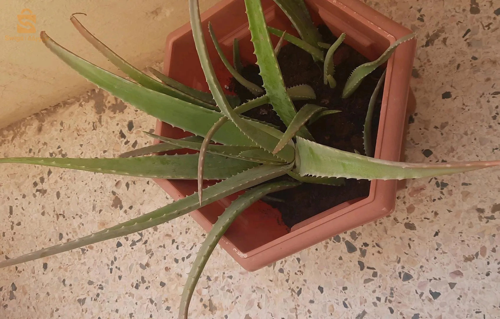نبتة الويفيرا