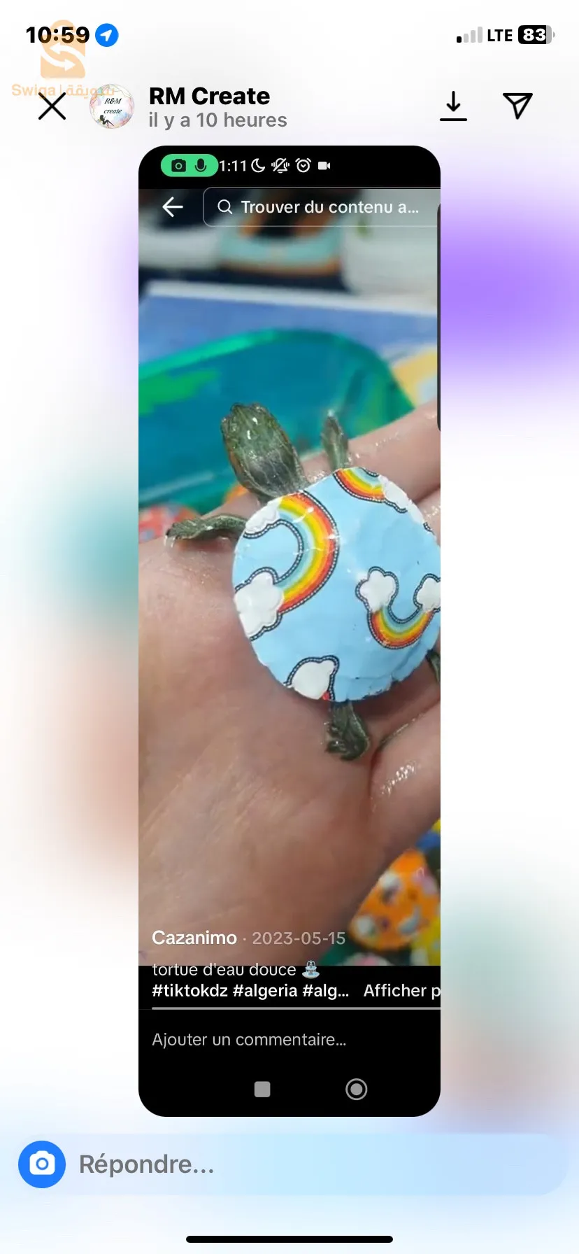 tortues colorées