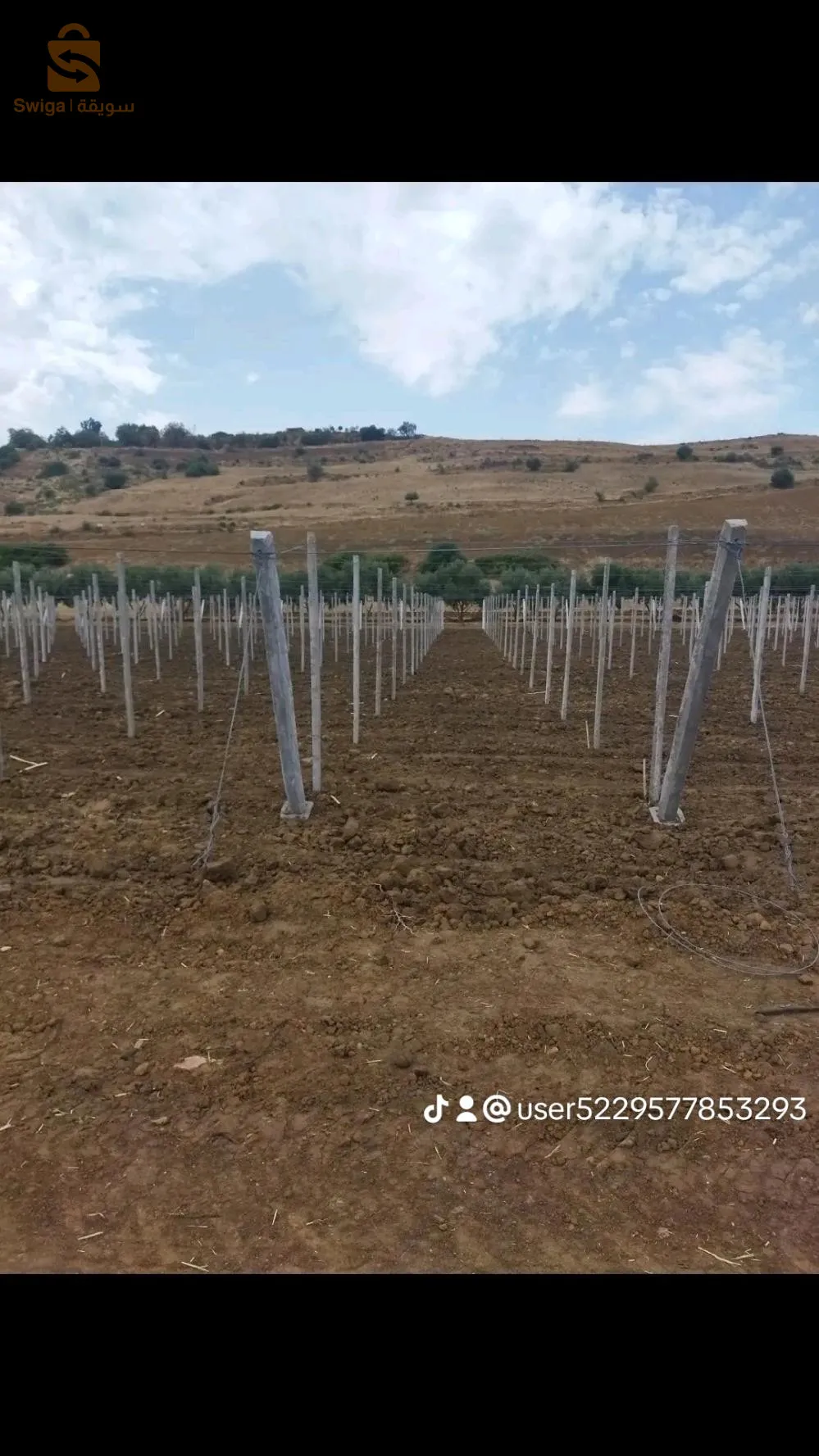 تركيب وتجهيز بساتين العنب