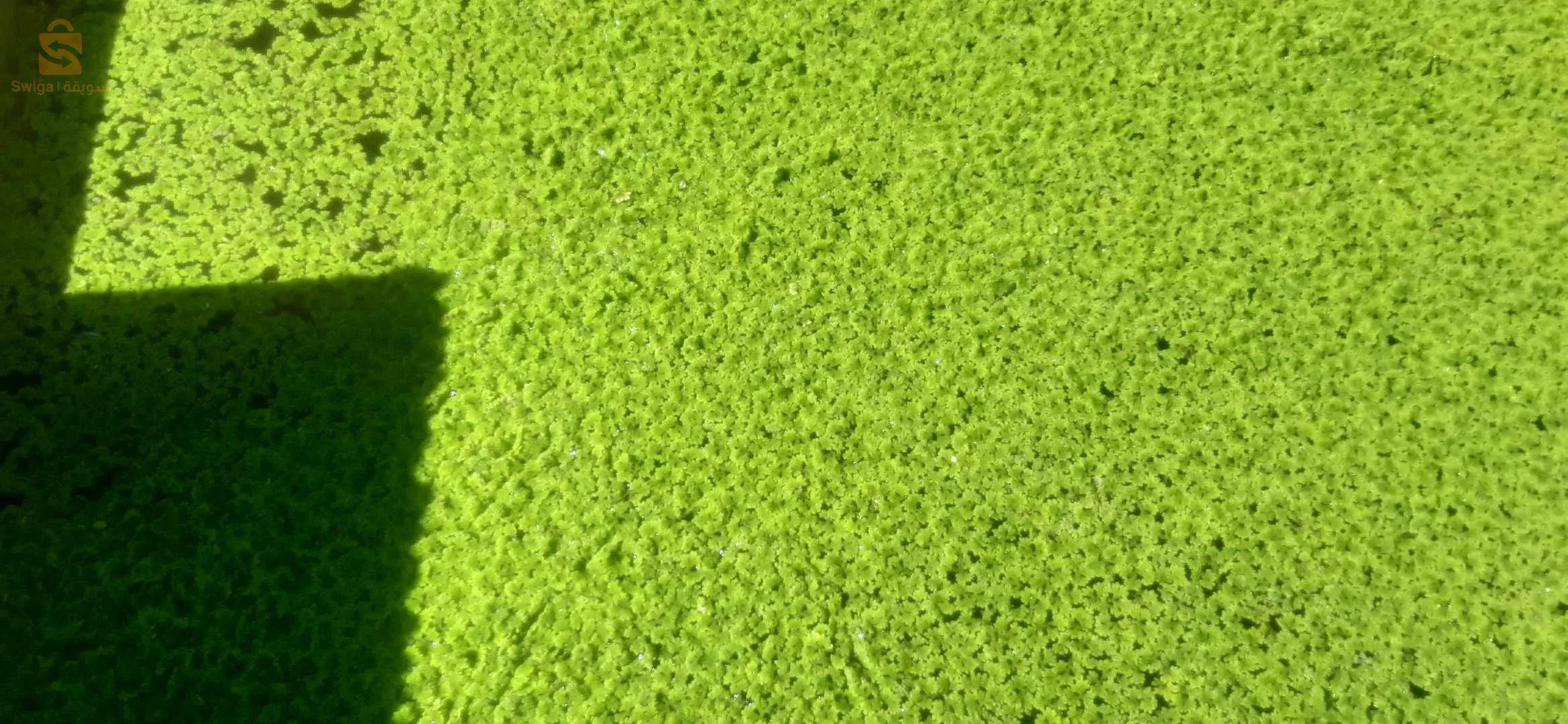 ازولا بينياطا