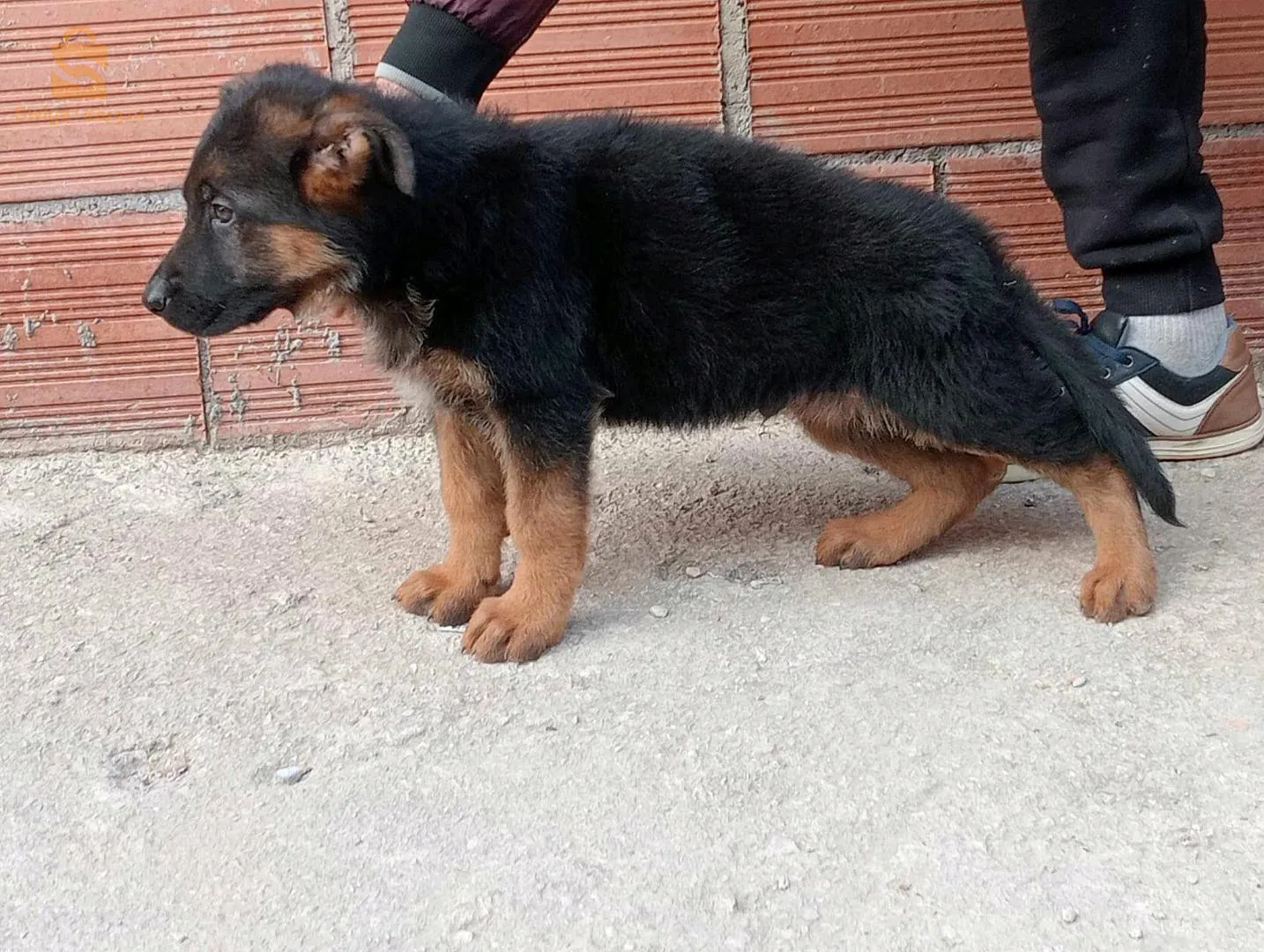 جرو بارجي بيتقري