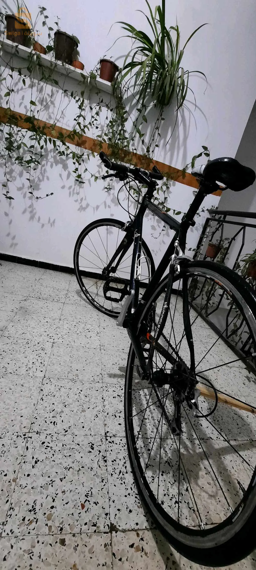 فيلو ديمي كورس bitwin