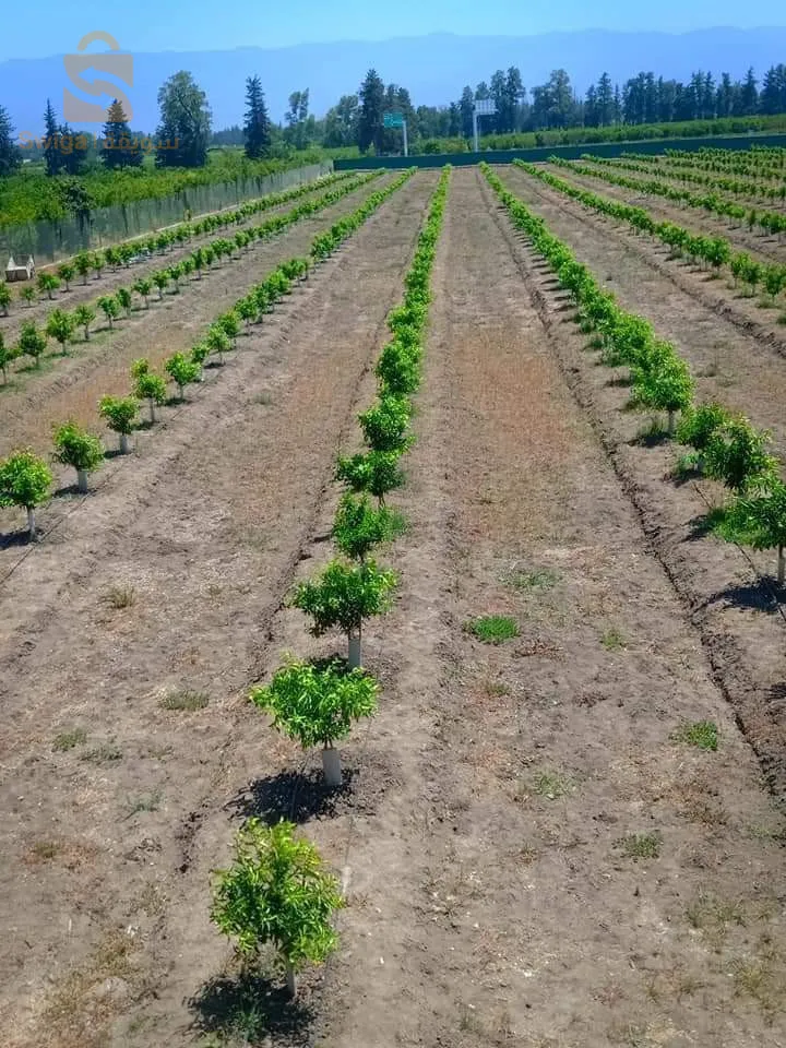 ارض فلاحية للبيع خمسين سنة