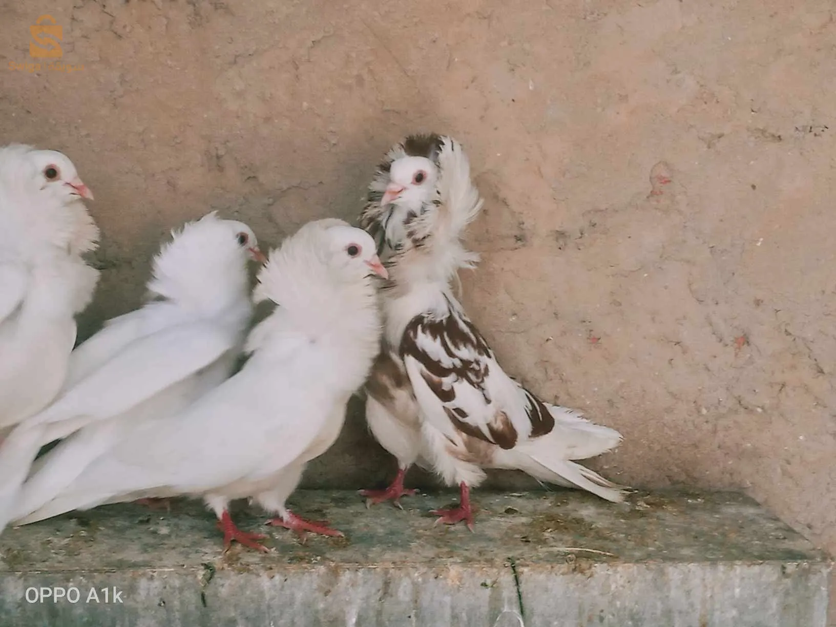 حمام اسباني