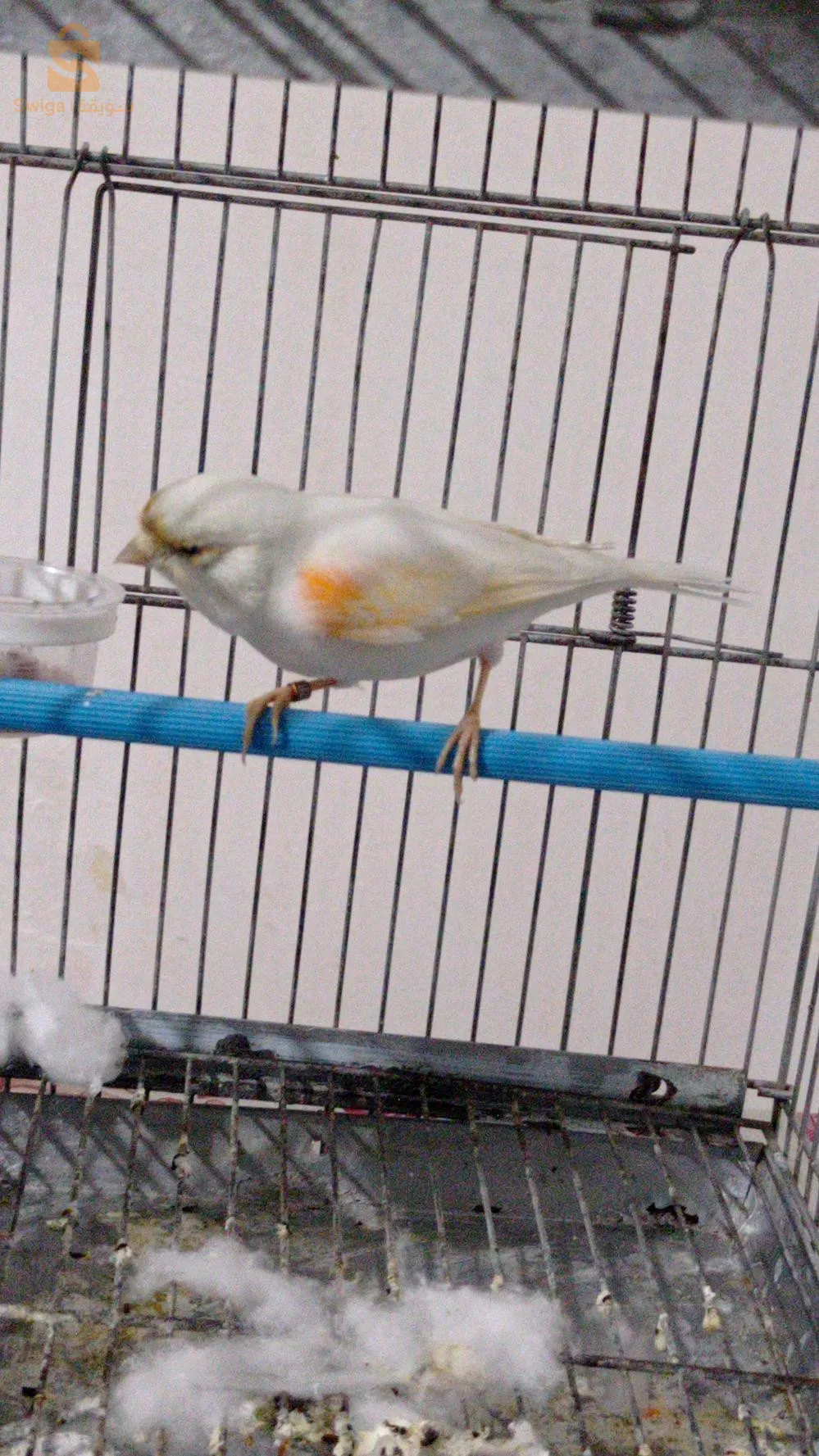 فمالة موزايك زاجدة باغ 22 طاي الله يبارك