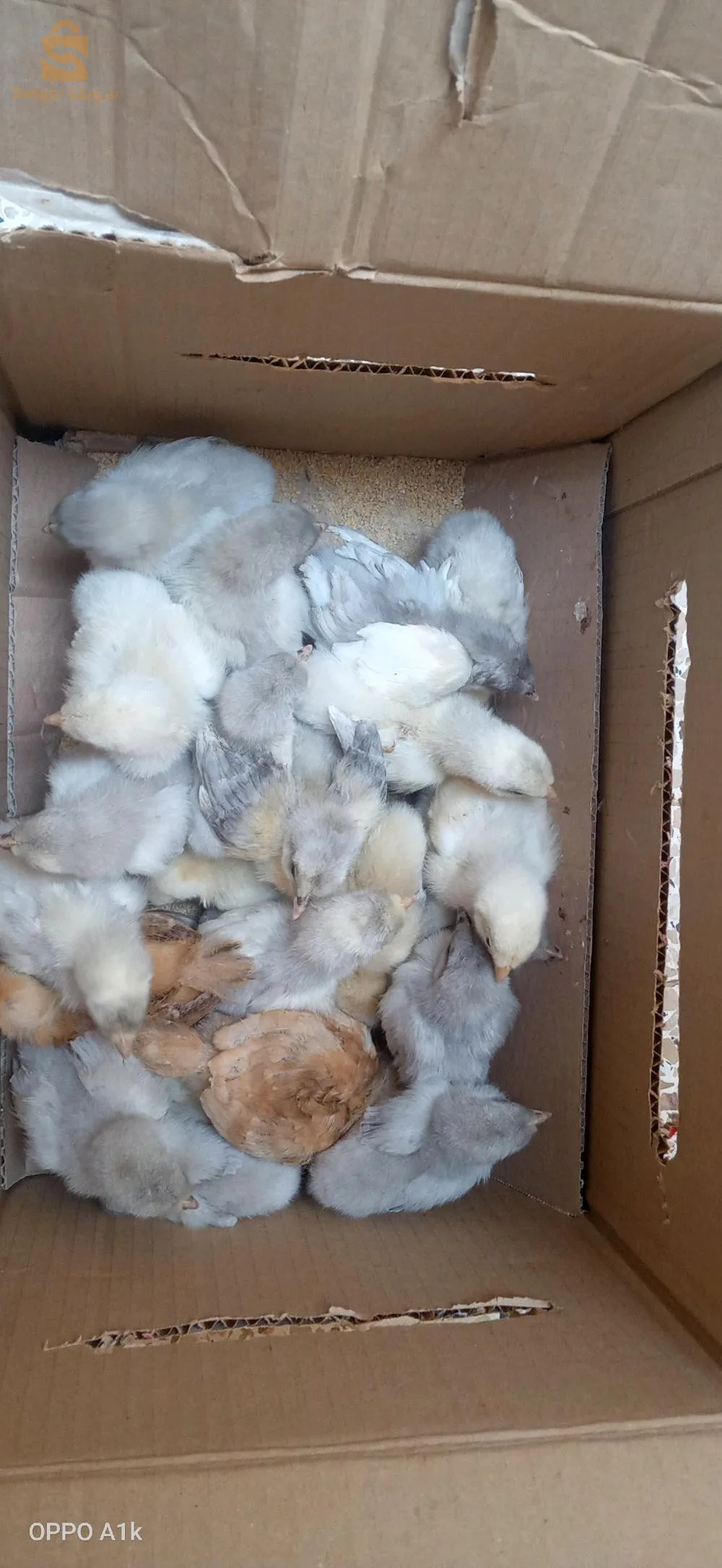 فلوس جيو جينواز و اوسترالوب بجميع انواعة و نيوهامبشر