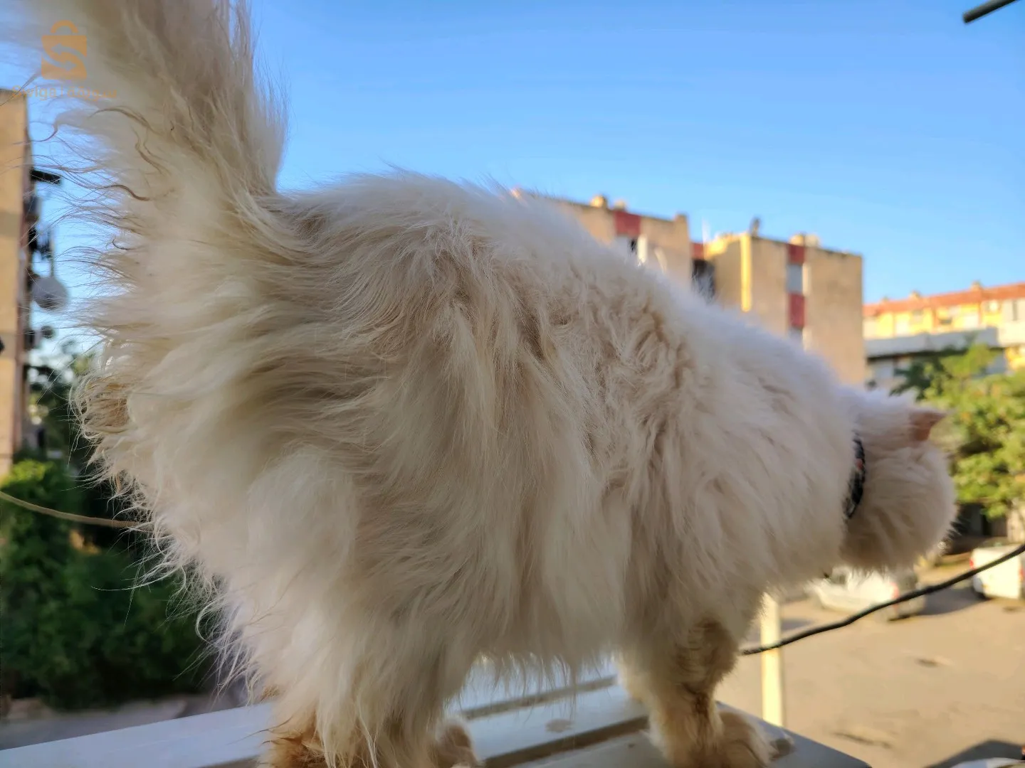 Chat persan picky face pure race mal à vendre coupleur