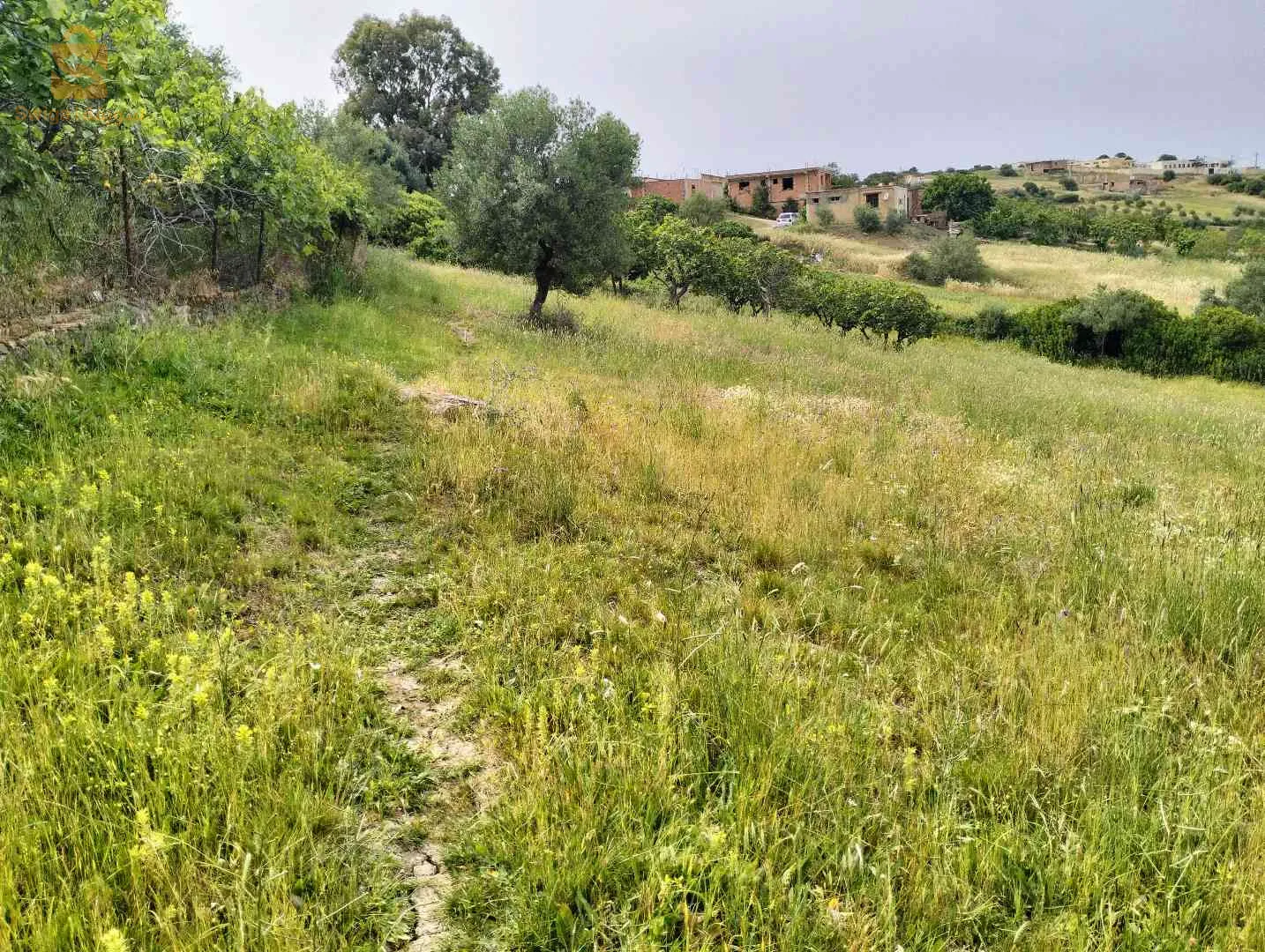 الجزائر
