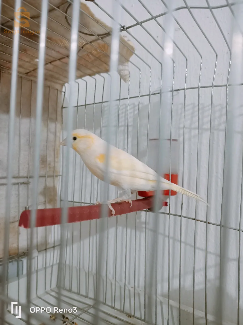 أنثى كناري جاهزة للتزاوج