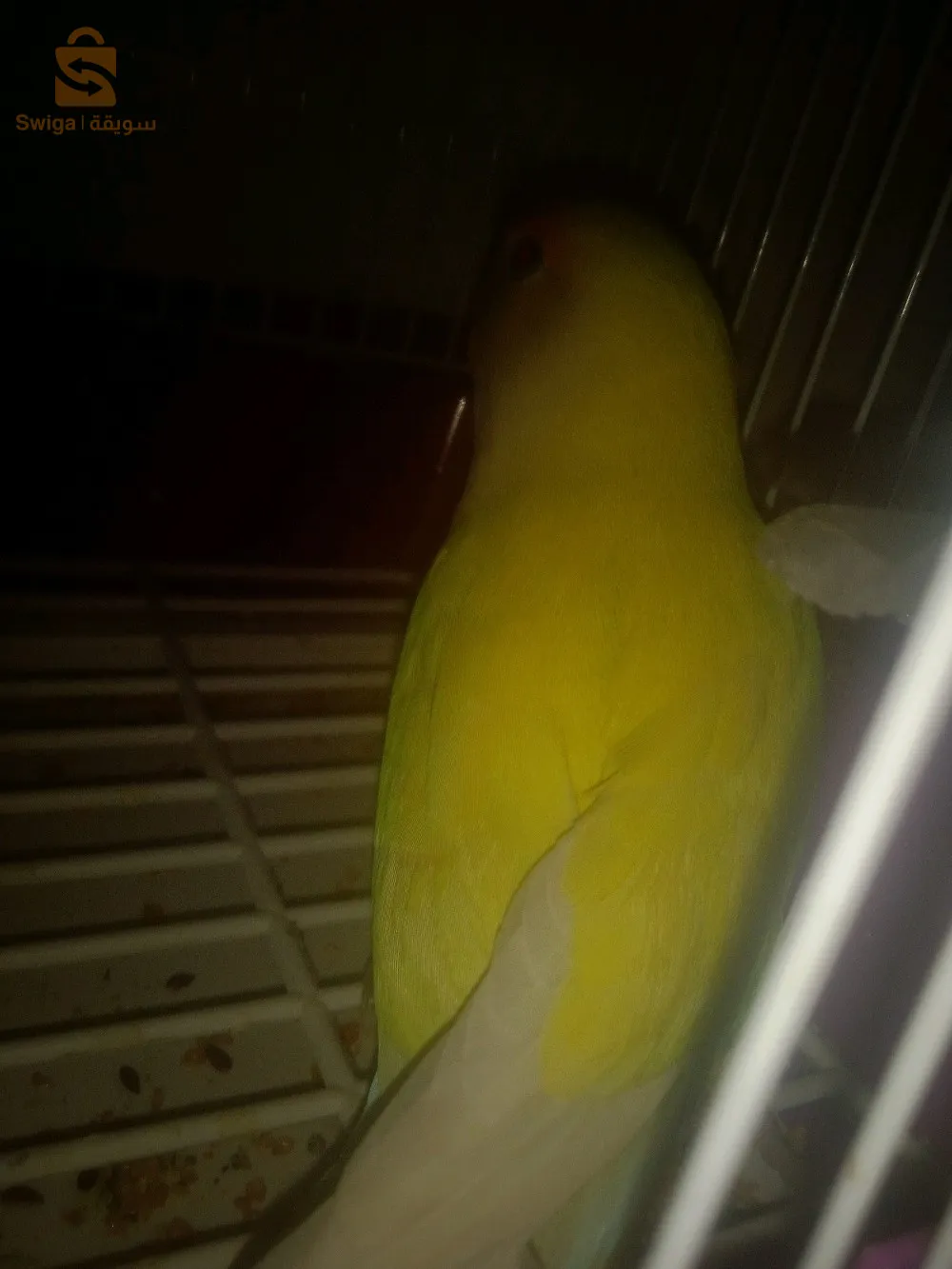 طائر الحب روز بربلو