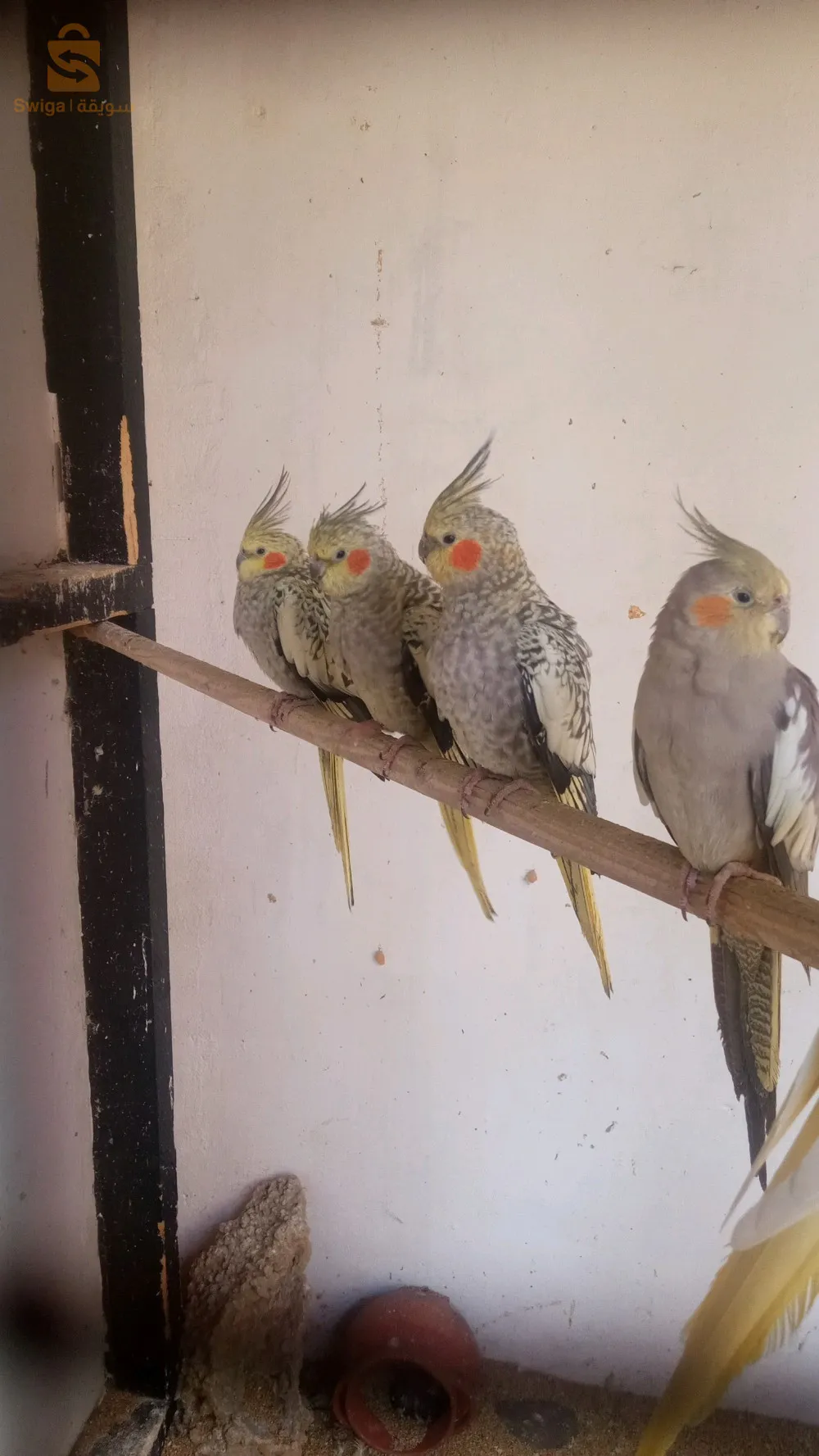 ko
كلوبسيت أديولت و بيروش