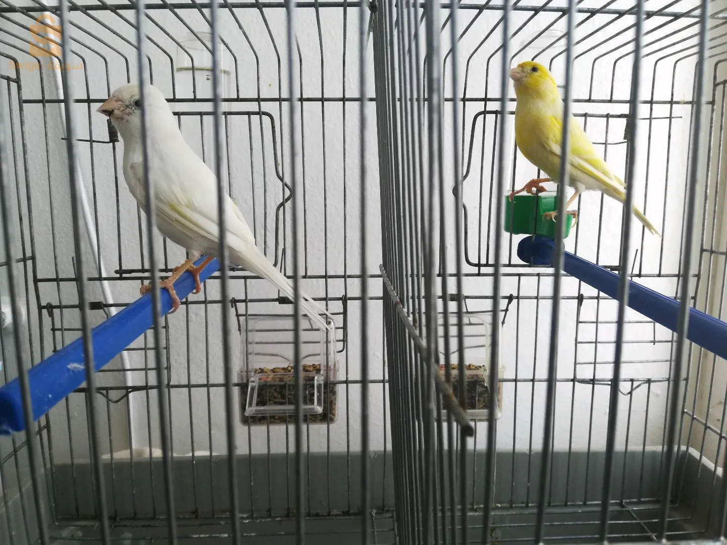 كوبل كناري للبيع وهران