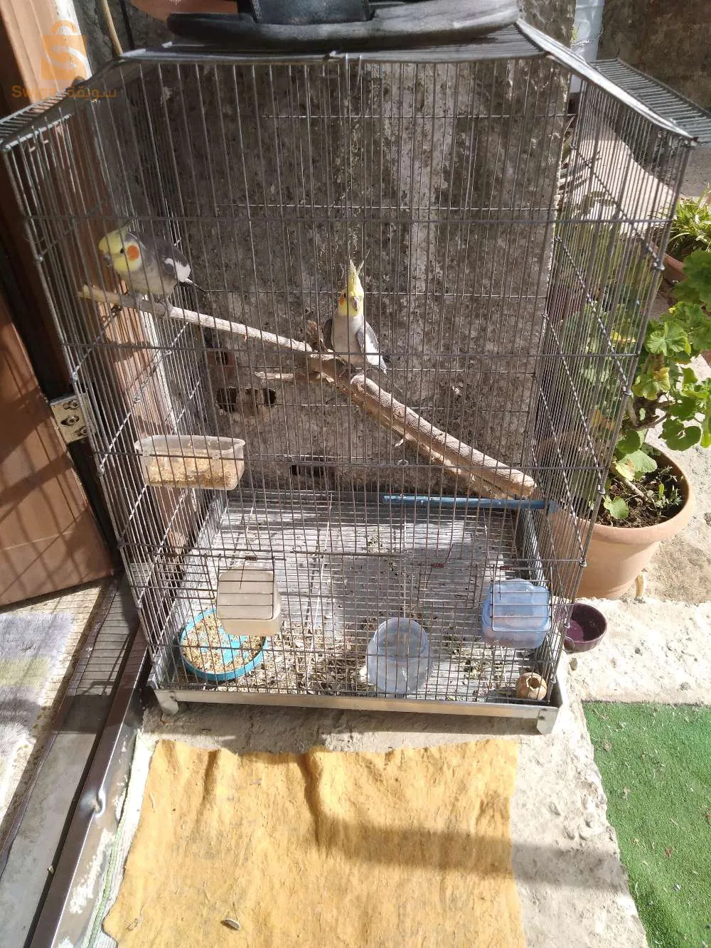 slm nbi3 koulech 2 oiseaux et la cage