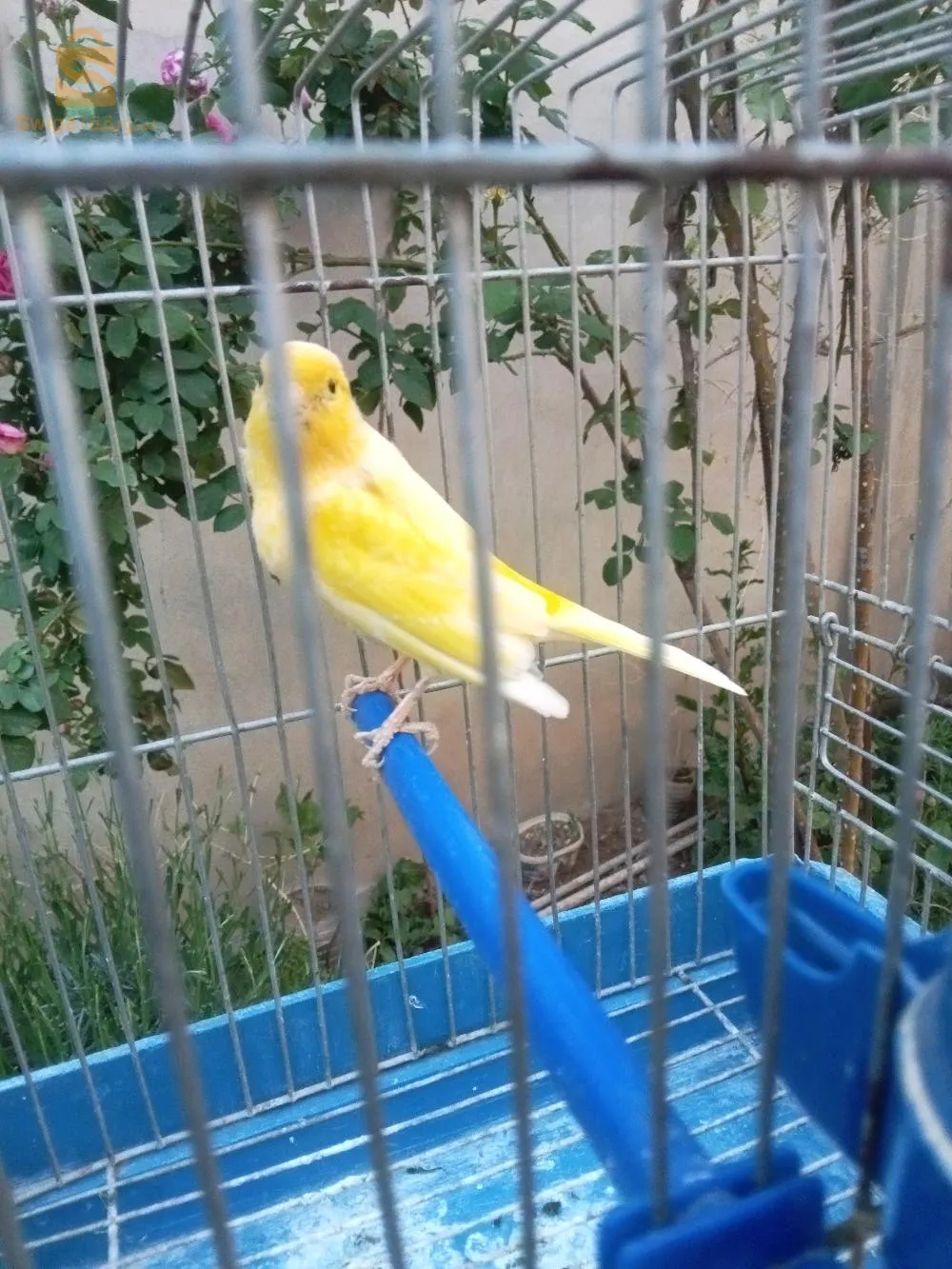 كاناري موزاييك