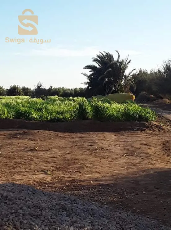المالح سيدي عقبة بسكرة