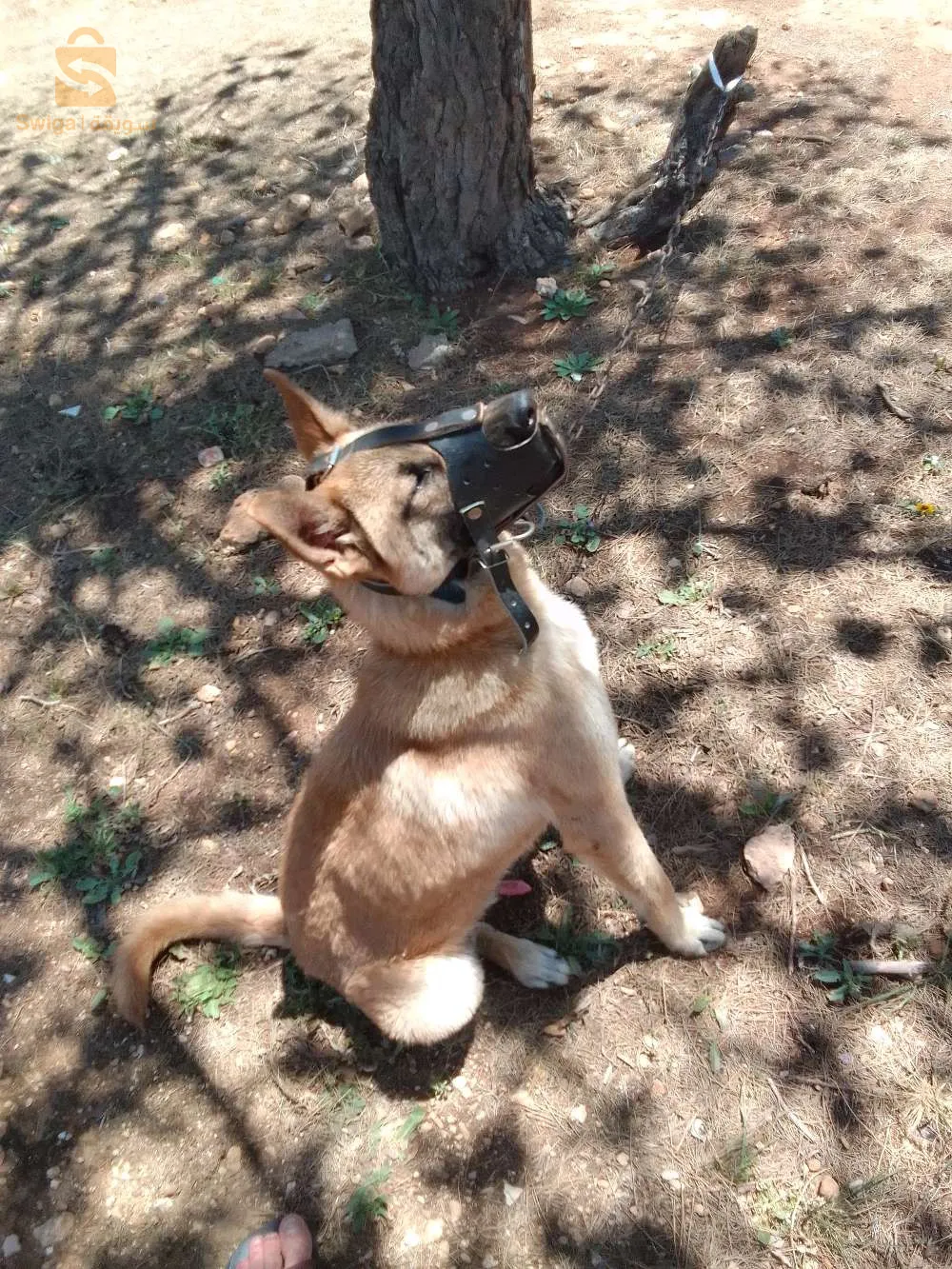 منينوا بنبيعو