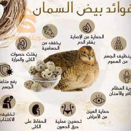 اولاد سي سليمان