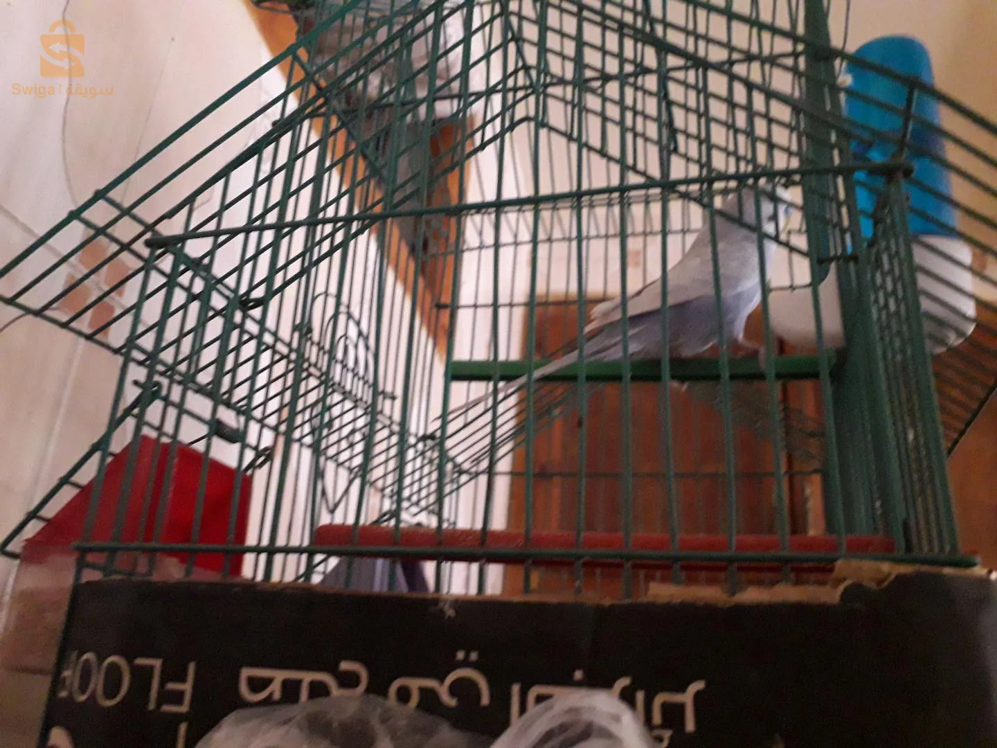 مال البادجي واجد