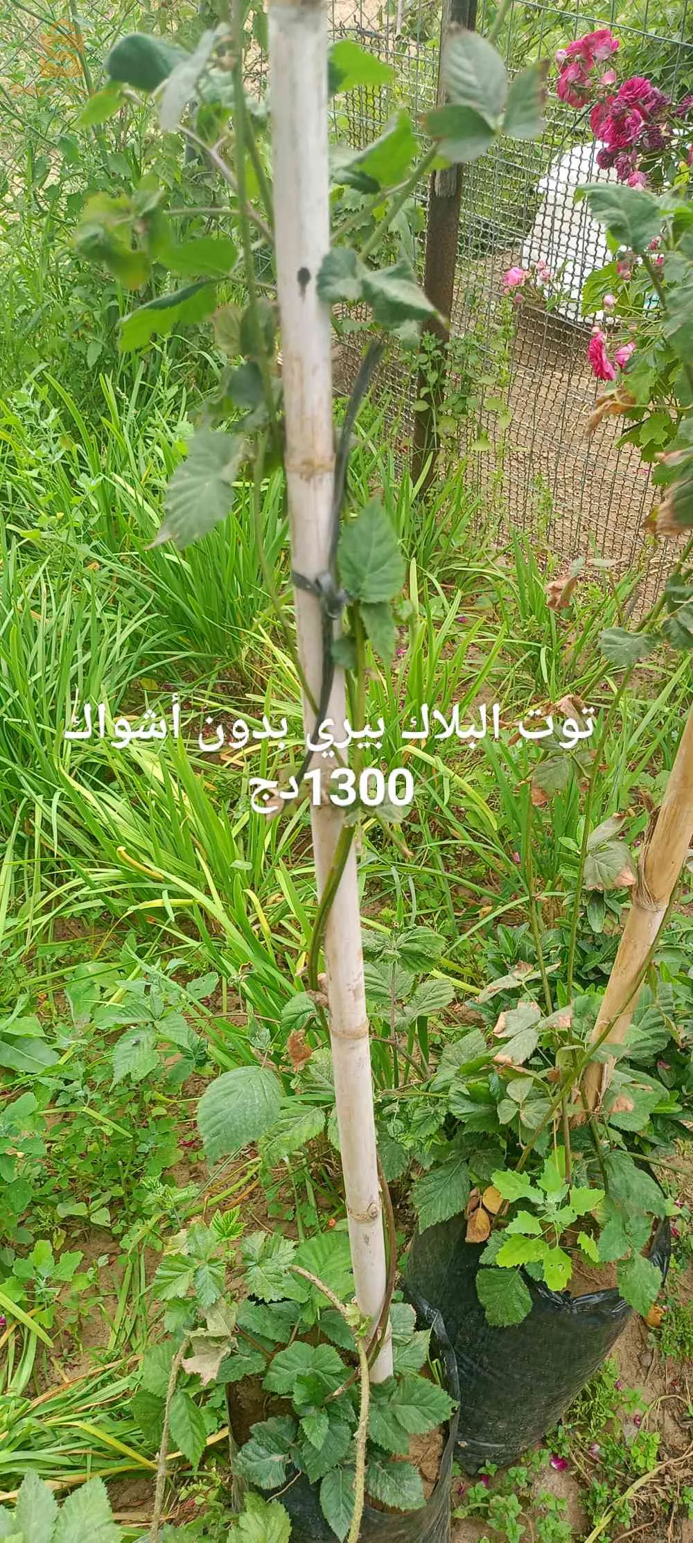 شتلات