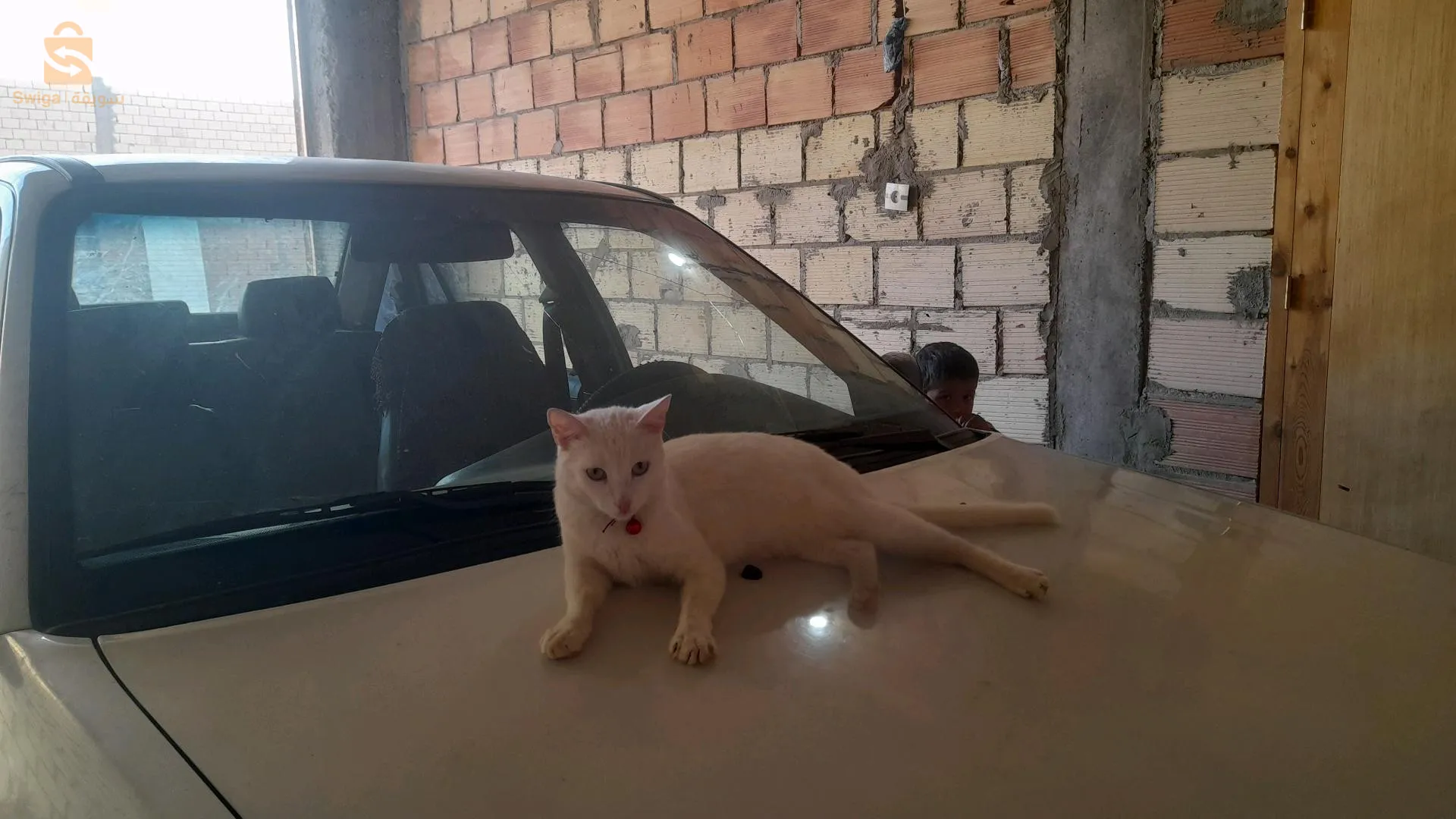 قطة للبيع