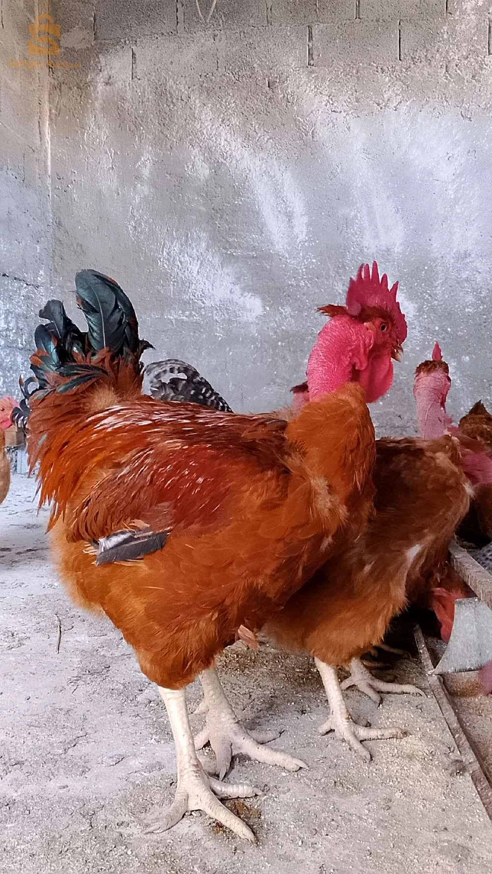 بسم الله يتوفر بيض جيو جينواز حر لتفقيص لطلب والاستفسار يرجى الاتصال