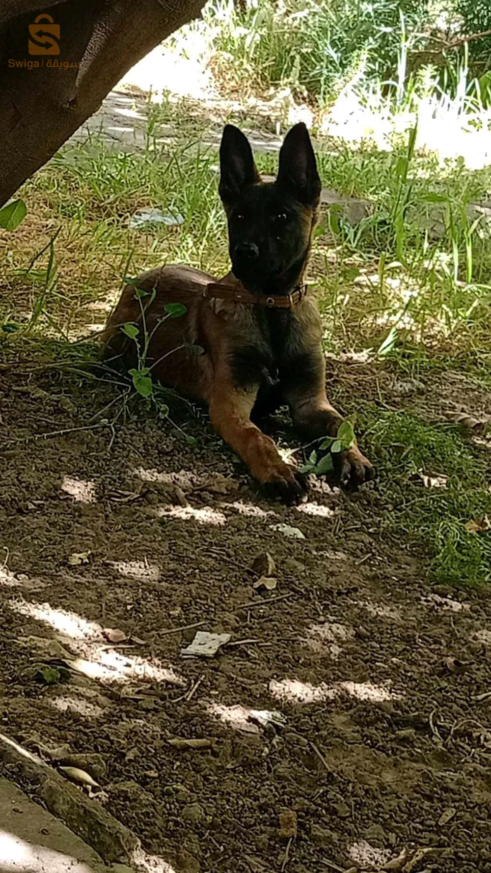 شابة او دم صافي