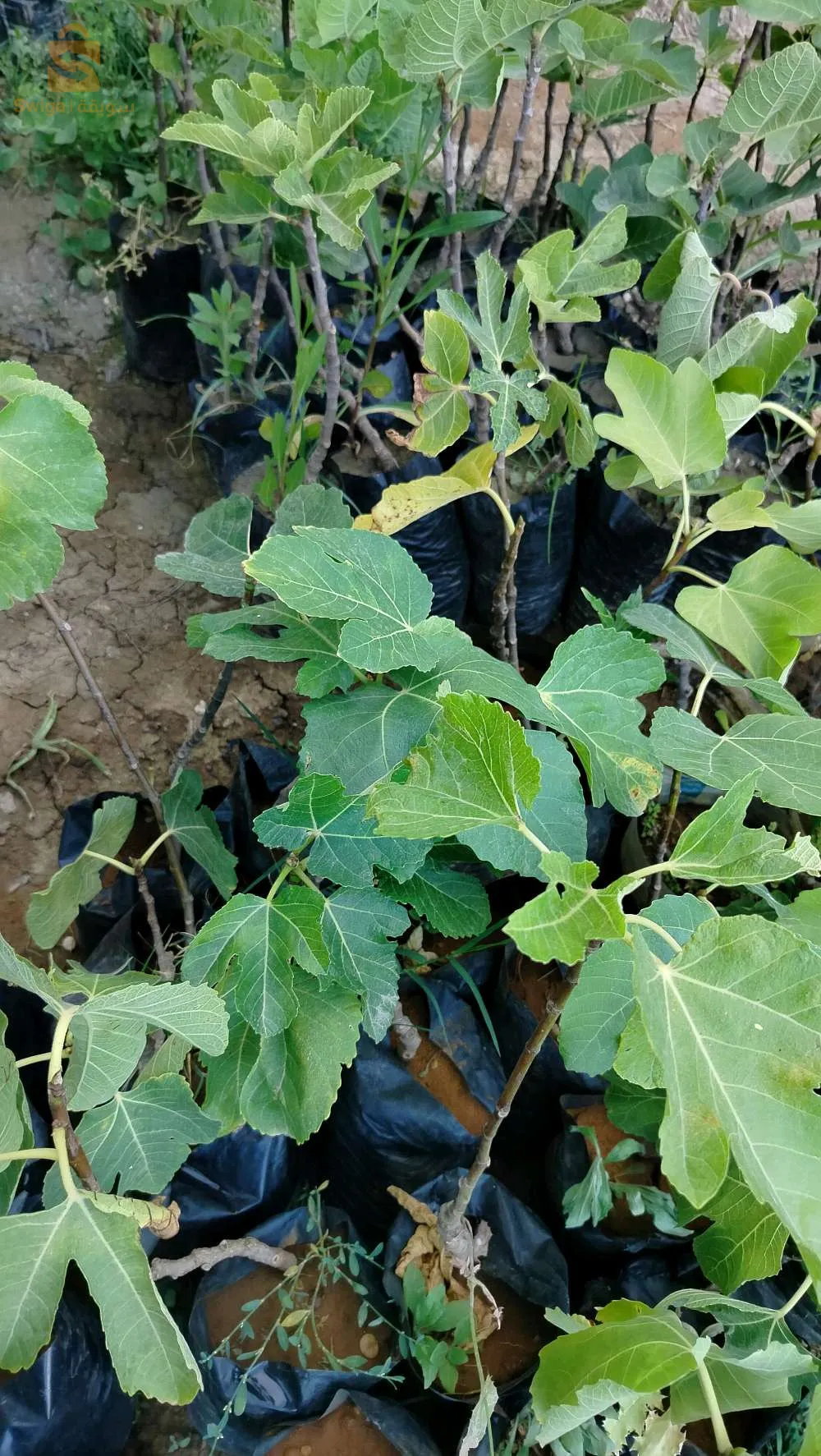 مترفر عدة انواع من اشجار التين