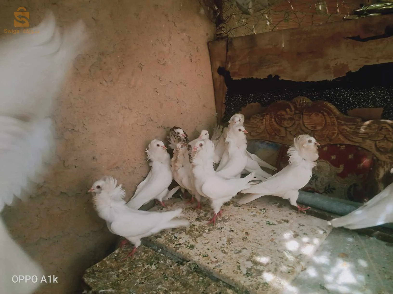 حمام اسباني