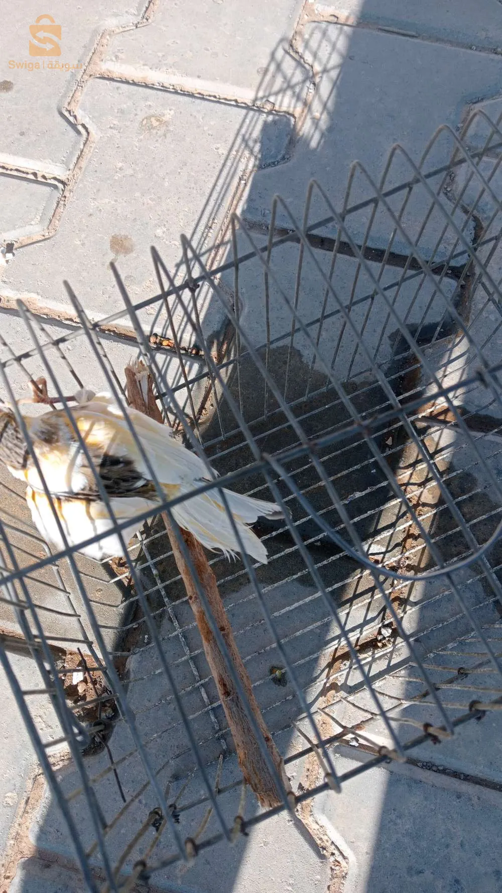 برج بوعريريج