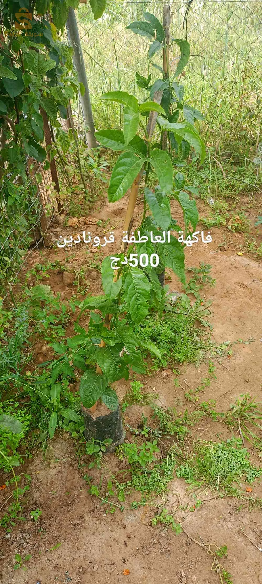 شتلات