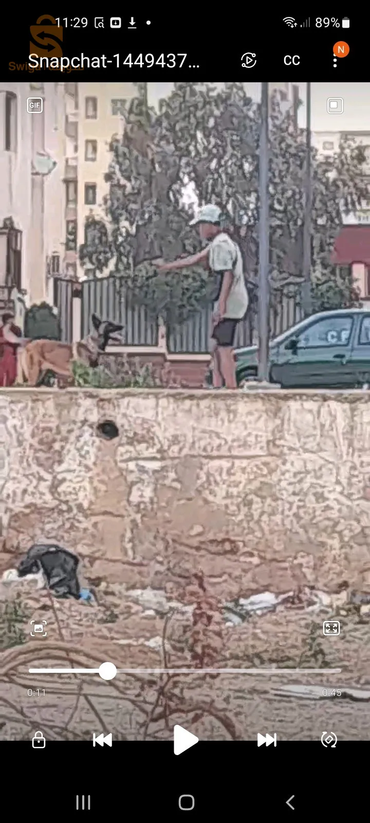 كلب مالينوى شاربوني ماسك نوار عندها 7 شهر دايرة ليفاكس تاوعها ومدريسيا شوية