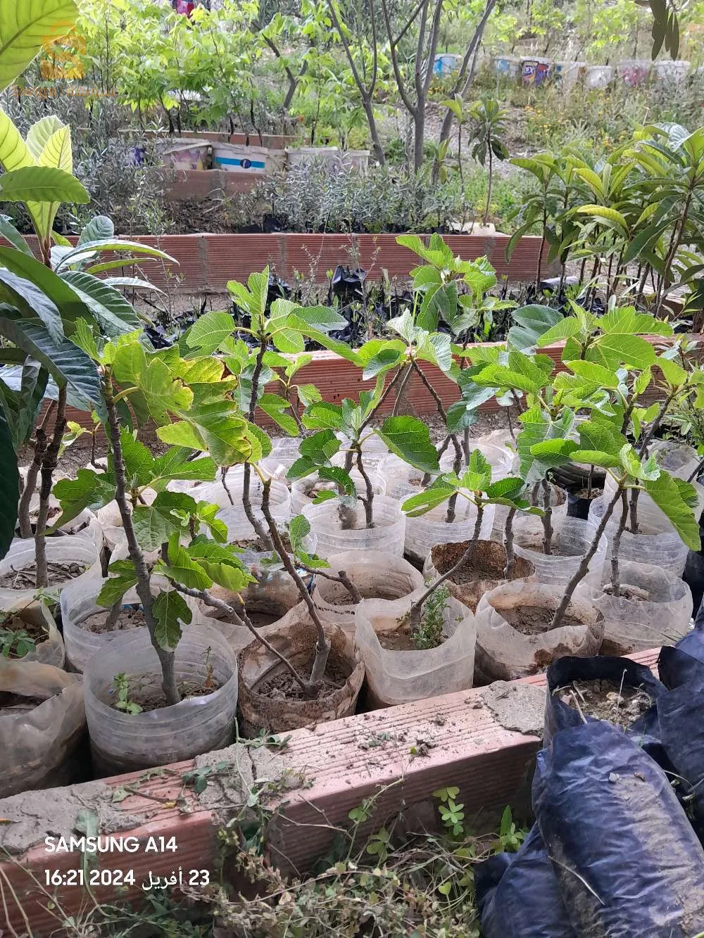 المقطع الازرق