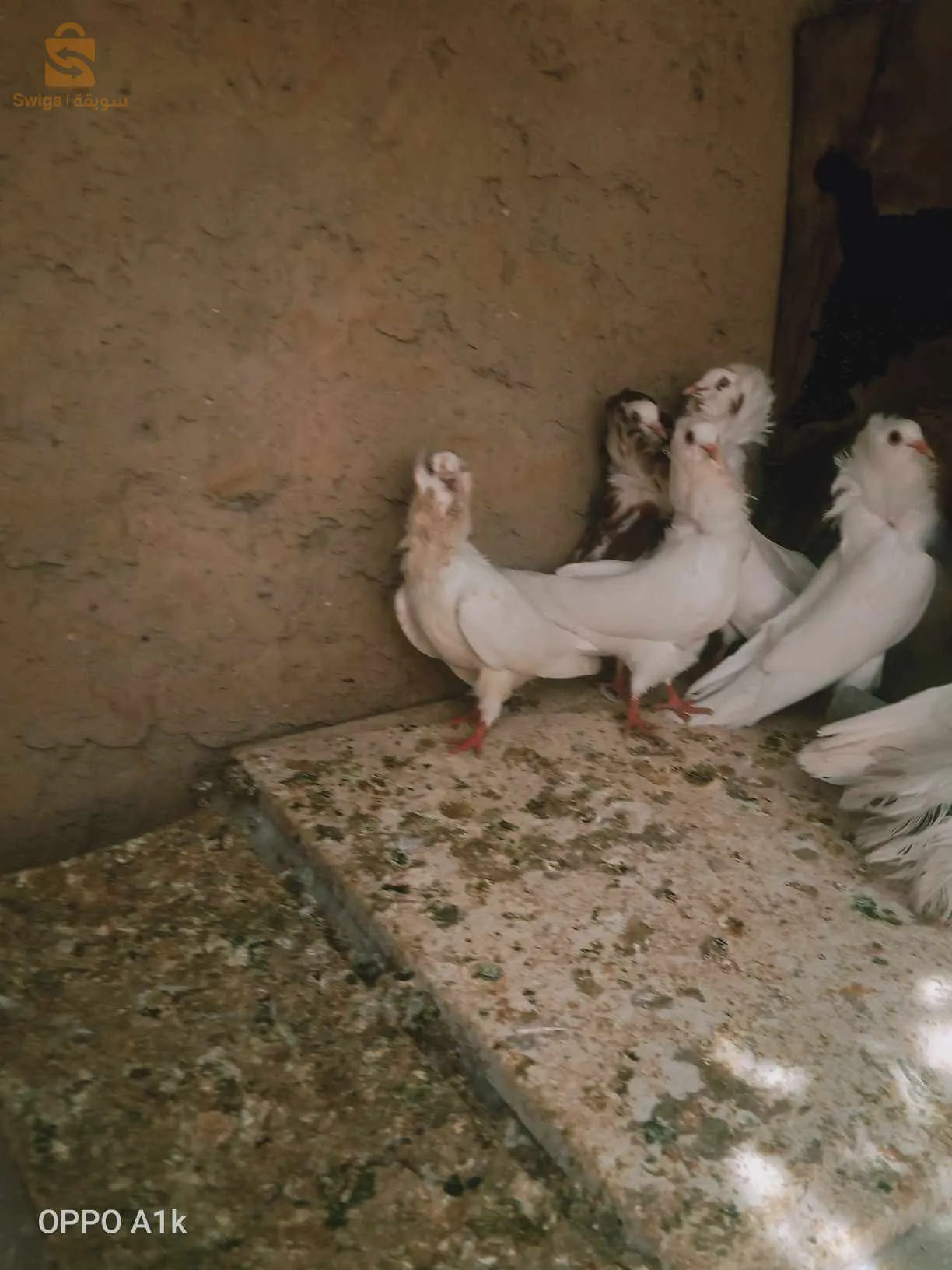 حمام اسباني