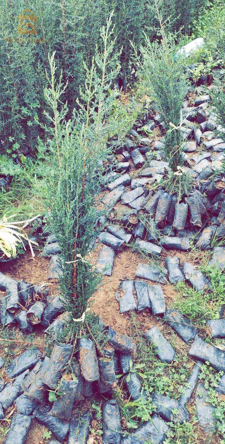 أولاد بلقاسم