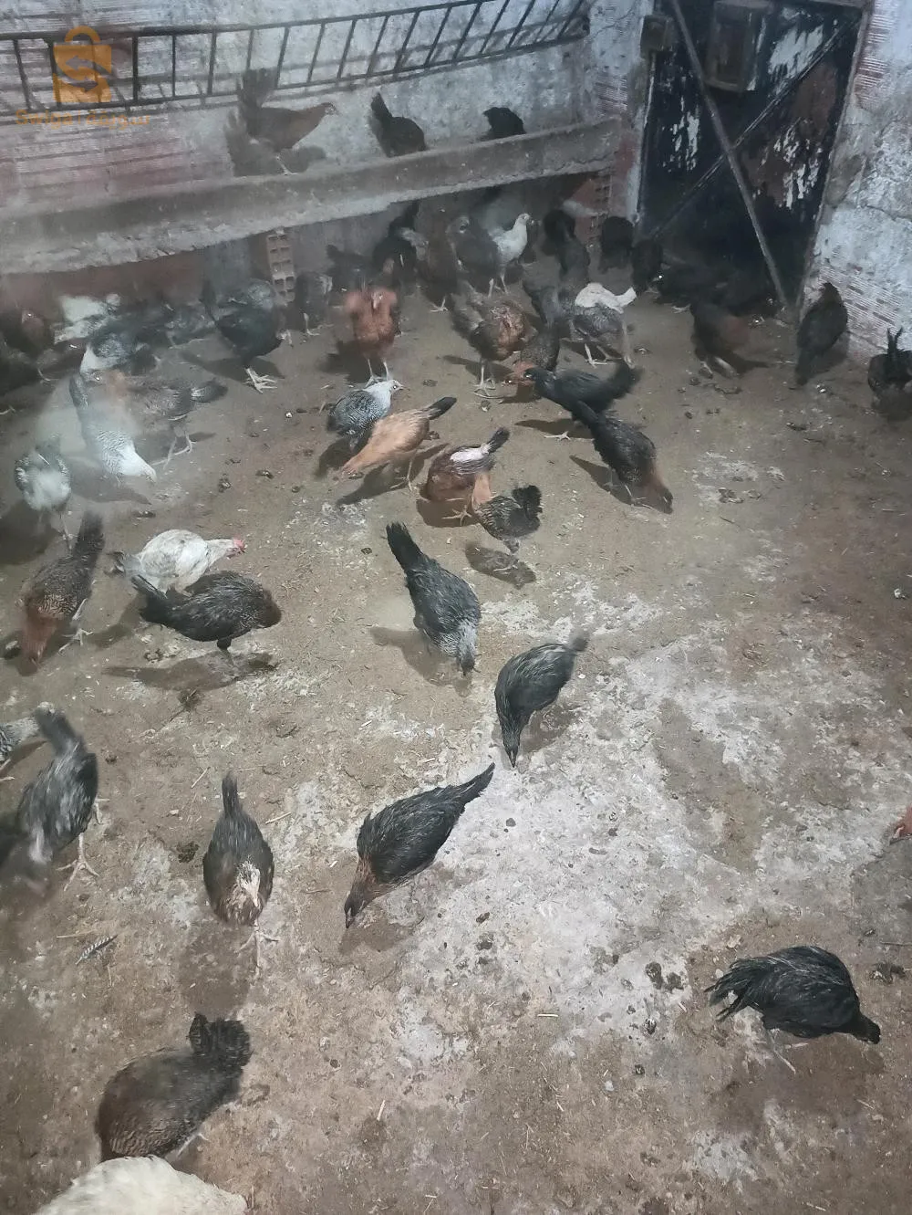 البليدة بني مراد