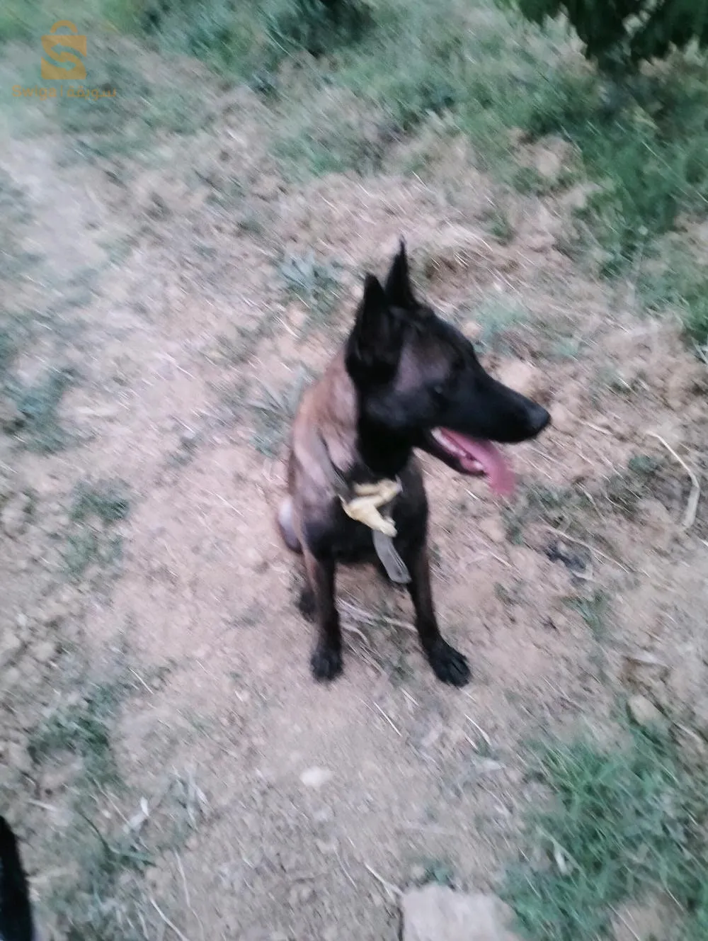 انثى مالينوا شاربوني