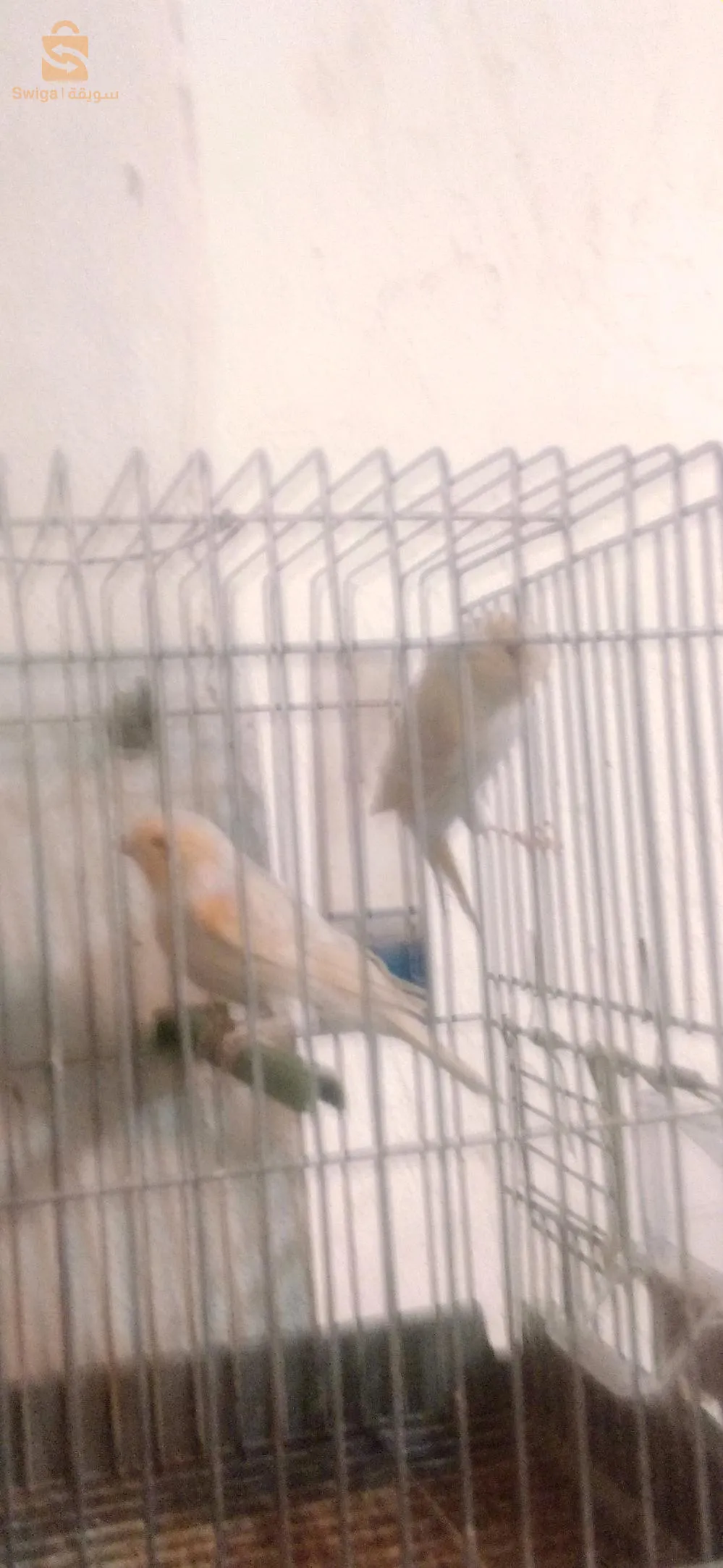 كناري صاتيني