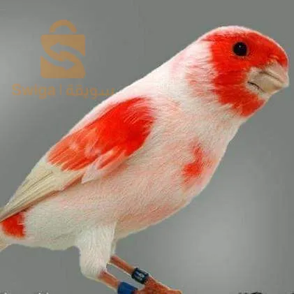 مطلوب انثى كناري موزاييك