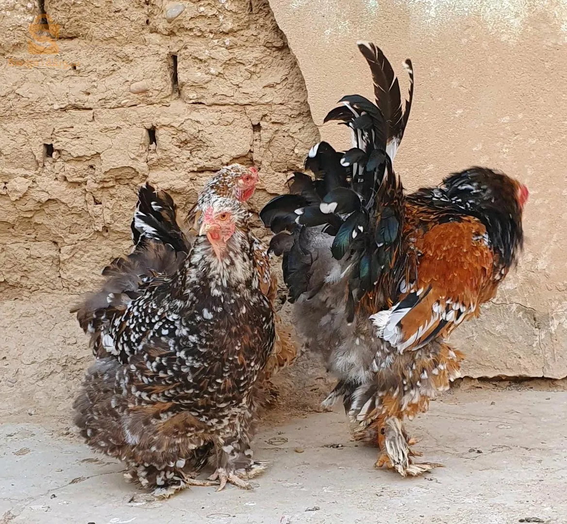 كواطرو ميل فلور