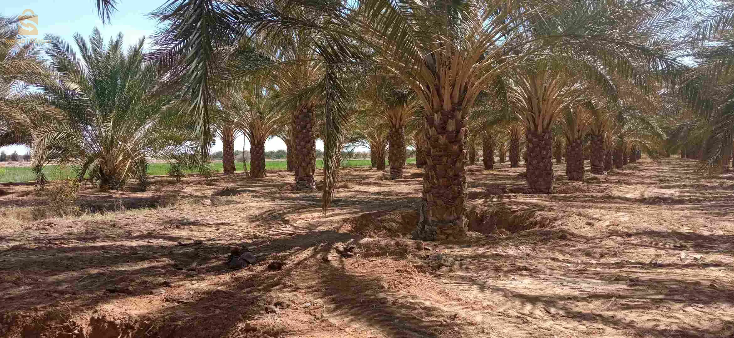 بلدية الدوسن ولاية أولاد جلال