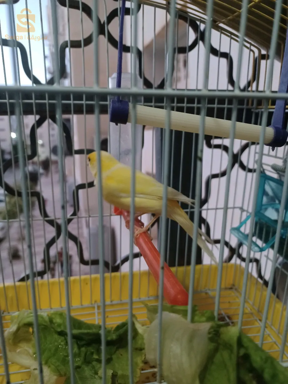 كناري