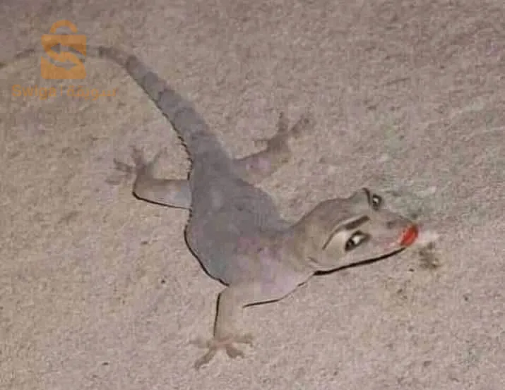 ايا لبتيخ في سبيل الله