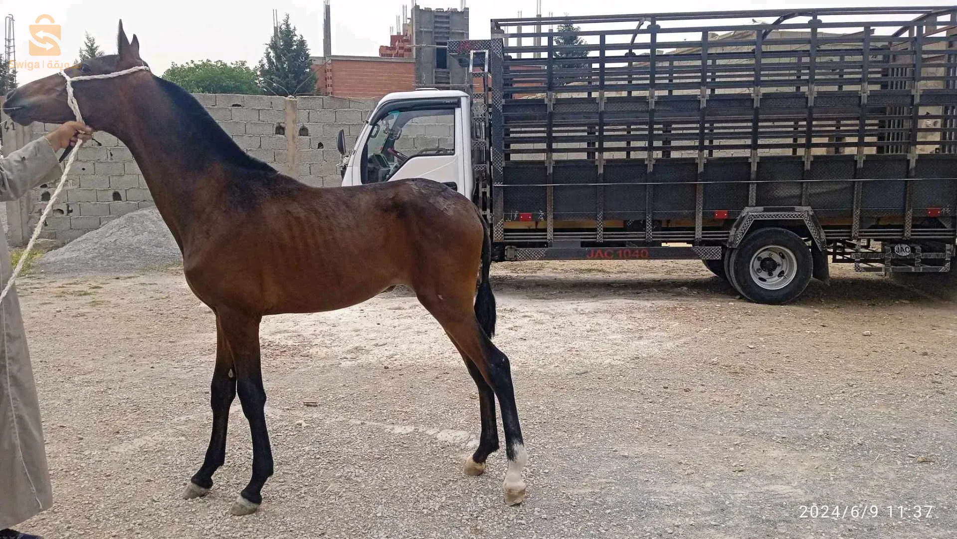 مهرا انجليزية دم صافي مشروع انتاجي رائع العمر تسعه اشهر 
مستقبل فرس رائع