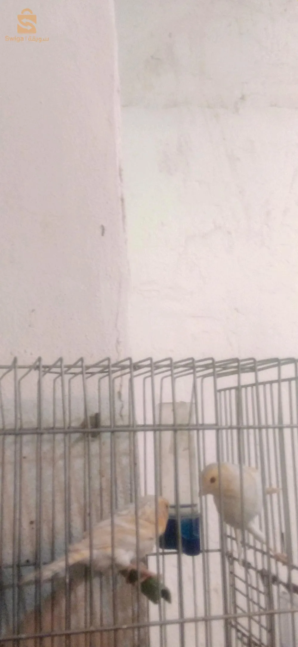 كناري صاتيني