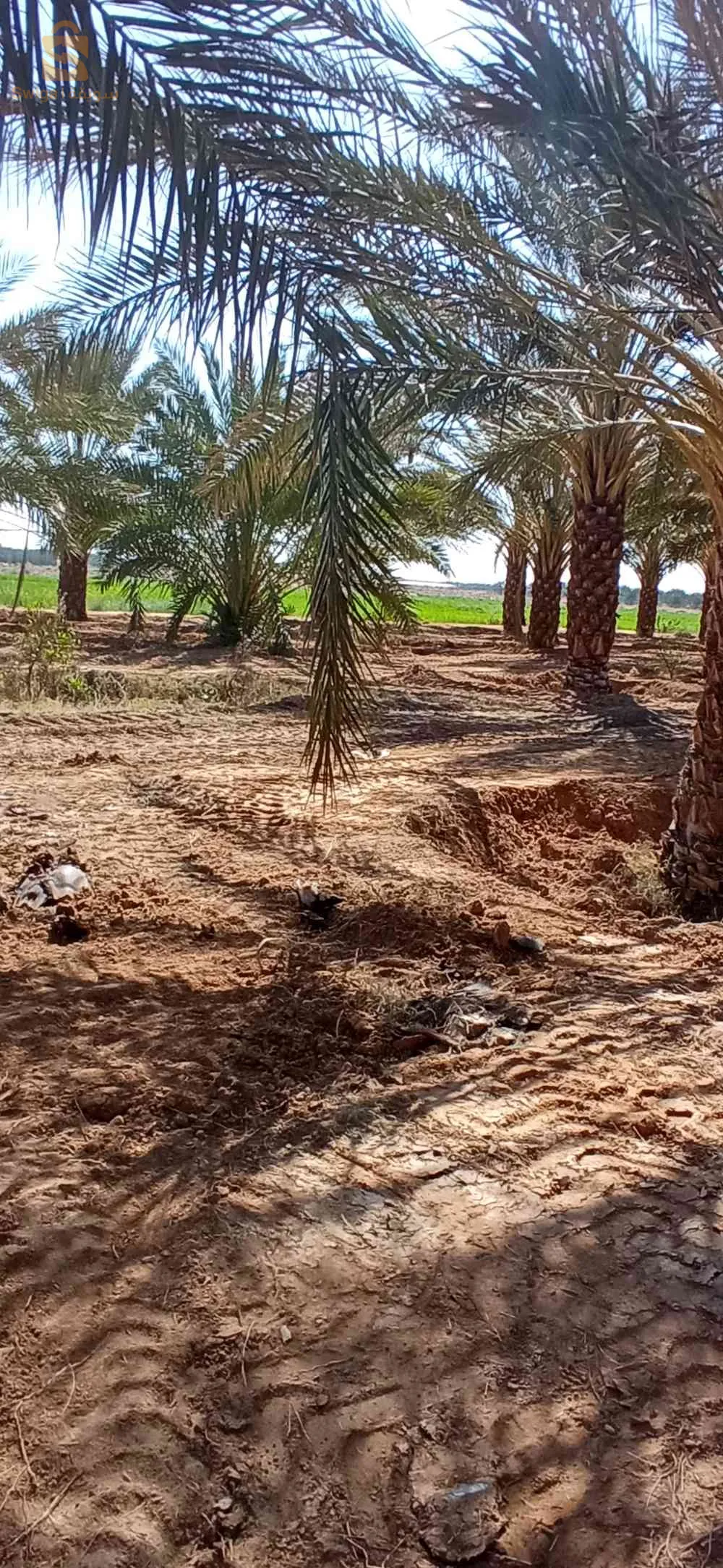 بلدية الدوسن ولاية أولاد جلال