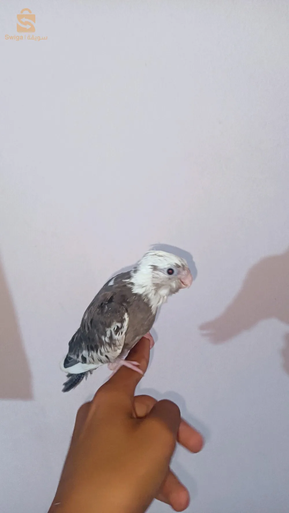 ليجان كوكتال
