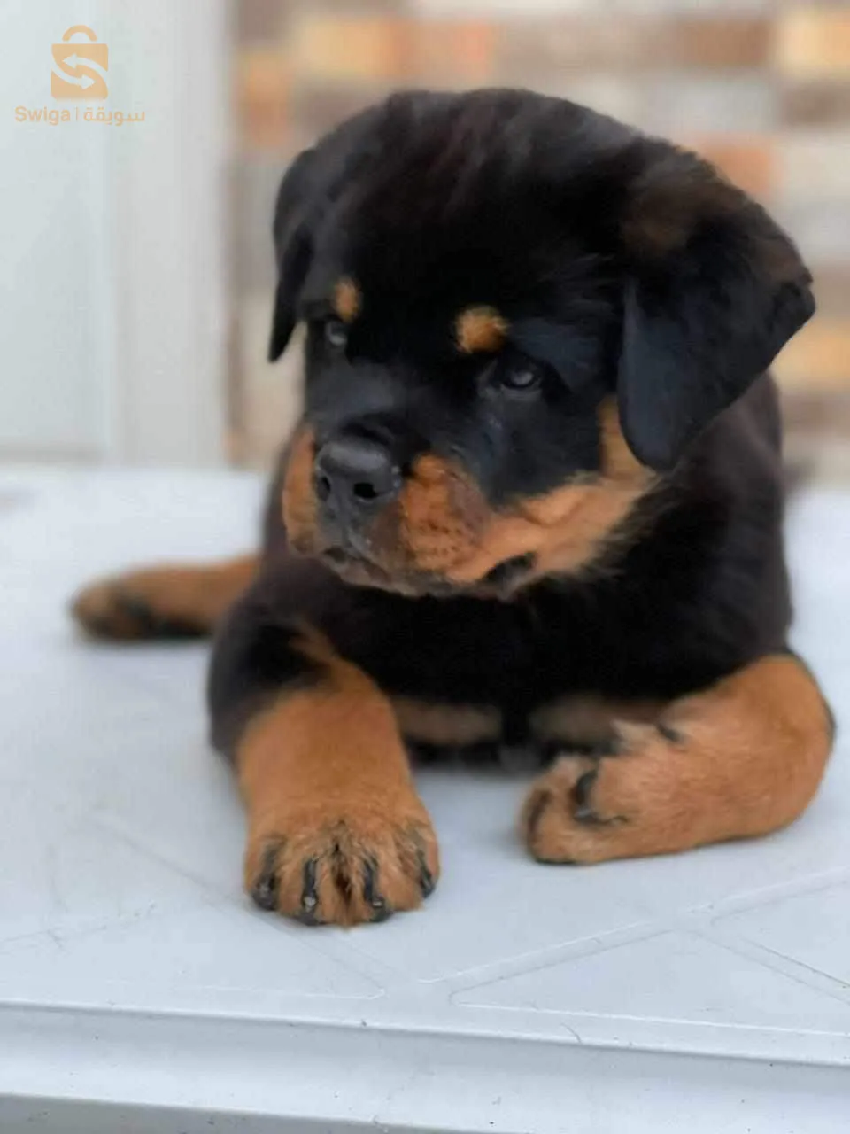 rottweiler